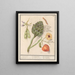 Artisjok Cynara scolymus tuinbonen Vicia faba en lampionplant Physalis - Anselmus Botius de Boodt — ingelijst kunstwerk aan de muur