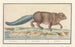 Castor en Castor - Anselmus Botius de Boodt — weergave van het kunstwerk