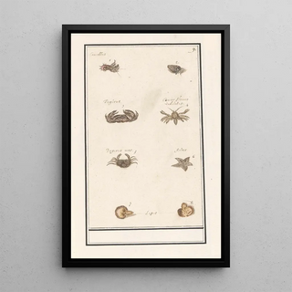 Anselmus Botius de Boodt - Blad met acht kreeftachtigen en weekdieren.webp