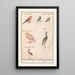 Blad met zes vogels - Anselmus Botius de Boodt — ingelijst kunstwerk aan de muur