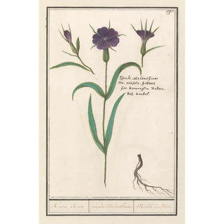 Anselmus Botius de Boodt - Bolderik Agrostemma githago Koorn Roose pseudo Melanthium Nille de Bled.webp