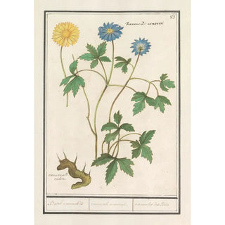 Anselmus Botius de Boodt - Bosanemoon Anemone nemorosa Bosch roononckels ranunculus nemorosi renoncules des Bois.webp