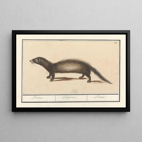Anselmus Botius de Boodt - Bunzing Mustela putorius Putoor Putorius Putois.webp