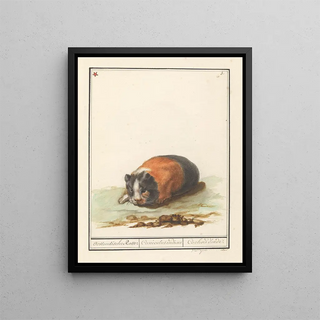 Anselmus Botius de Boodt - Cavia Cavia Oostindische Ratte Cuniculus indicus Cochon dinde.webp