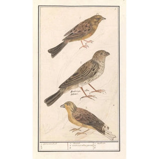 Anselmus Botius de Boodt - Cirlgors Emberiza cirlus grauwe gors Emberiza calandra en een geelgors Emberiza citrinella.webp