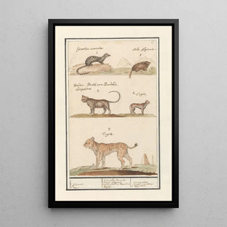 Anselmus Botius de Boodt - Civetkat Viverra alpenmarmot Marmota marmota luipaard Panthera pardus en tijger Panthera tigris.webp