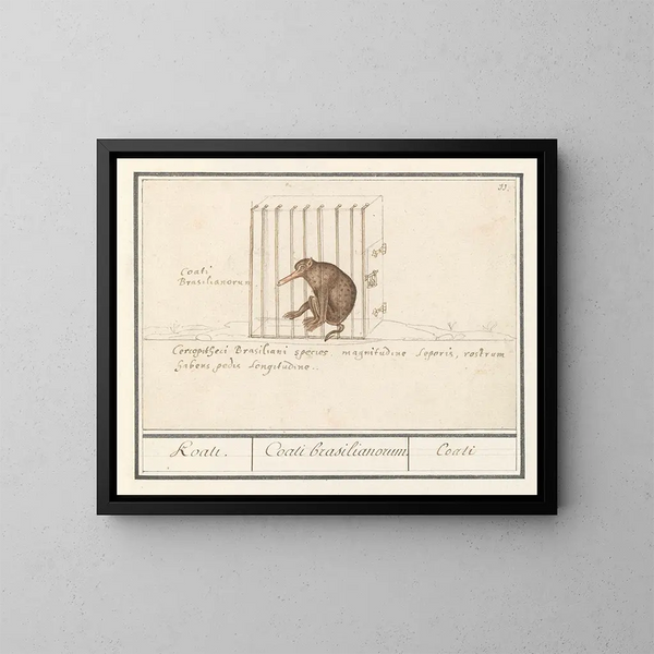 Coati - Anselmus Botius de Boodt — ingelijst kunstwerk aan de muur