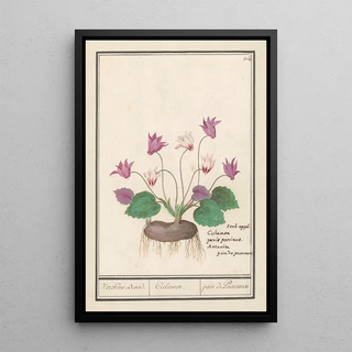 Anselmus Botius de Boodt - Cyclaam Cyclamen Varckens Brood Ciclamen pain de Pourceaux.webp