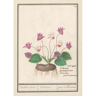 Anselmus Botius de Boodt - Cyclaam Cyclamen Varckens Brood Ciclamen pain de Pourceaux.webp