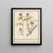 Distel Carduus en artisjok Cynara cardunculus Bolle Caerden Cardius Spherochephalus - Anselmus Botius de Boodt — ingelijst kunstwerk aan de muur