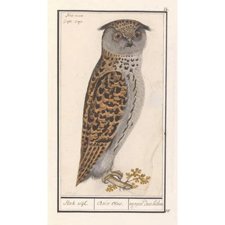 Anselmus Botius de Boodt - Dwergooruil Otus scops Stok uijl Asio otus moyen duc hibou.webp