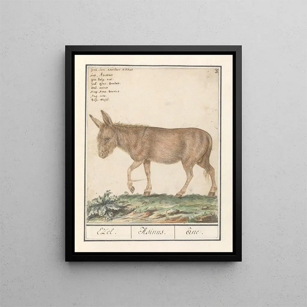 Anselmus Botius de Boodt - Ezel Equus africanus asinus Ezel Asinus ne.webp