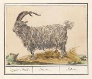 Anselmus Botius de Boodt - Geit Capra hircus GeijteBuk Hircus Bouc.webp