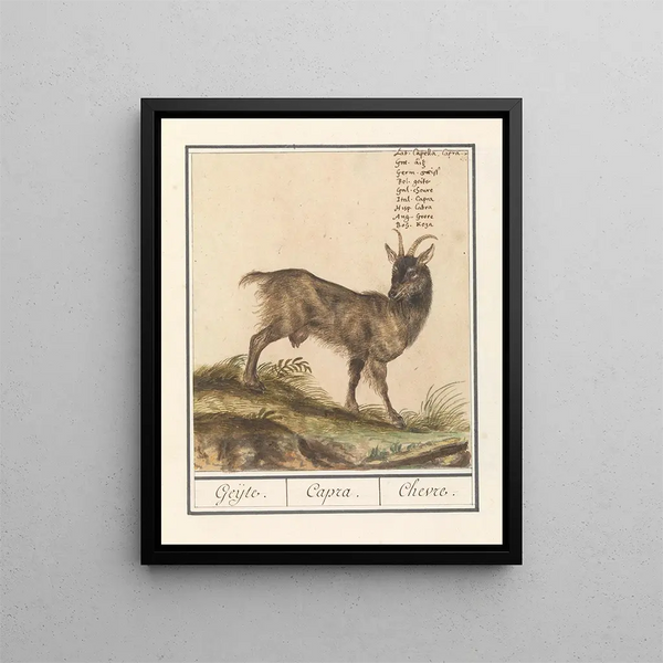 Anselmus Botius de Boodt - Geit Capra hircus Geijte Capra Chevre.webp