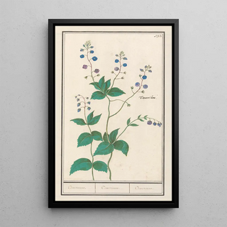 Anselmus Botius de Boodt - Gewone ereprijs of gamanderereprijs Veronica chamaedrys Teuerium Teuerium Teucrium.webp