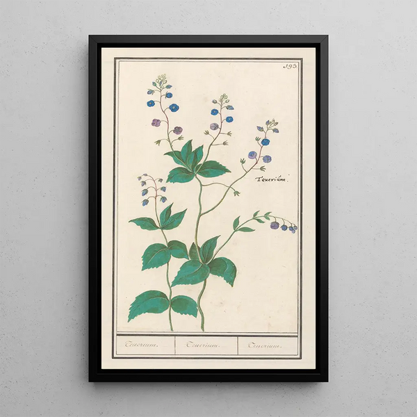 Anselmus Botius de Boodt - Gewone ereprijs of gamanderereprijs Veronica chamaedrys Teuerium Teuerium Teucrium.webp