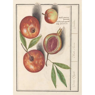 Anselmus Botius de Boodt - Granaatappel Punica granatum Grenaert Appels Mala Punica Grenades.webp