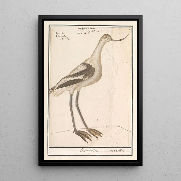 Anselmus Botius de Boodt - Grijze snip Limnodromus.webp