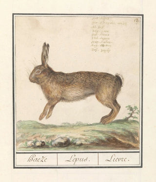 Anselmus Botius de Boodt - Haas Lepus europaeus Haeze Lepus Lievre.webp