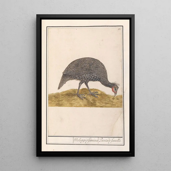 Anselmus Botius de Boodt - Helmparelhoen Numida meleagris.webp