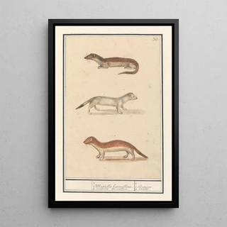 Anselmus Botius de Boodt - Hermelijn Mustela erminea 1 2 Mustella harmellina 3 Mustella harmellina 1 2 hermine 3 roselet.webp