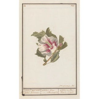 Anselmus Botius de Boodt - Hibiscus Hibiscus syriacus.webp