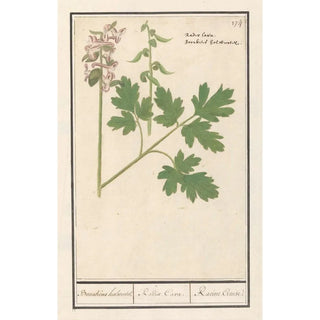 Anselmus Botius de Boodt - Holwortel Corydalis cava Boonkens holwortel Radix Cava Racine Creuse.webp