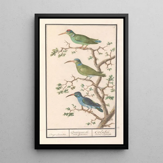 Anselmus Botius de Boodt - Honingzuigers Nectariniidae.webp