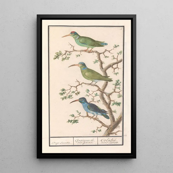 Anselmus Botius de Boodt - Honingzuigers Nectariniidae.webp