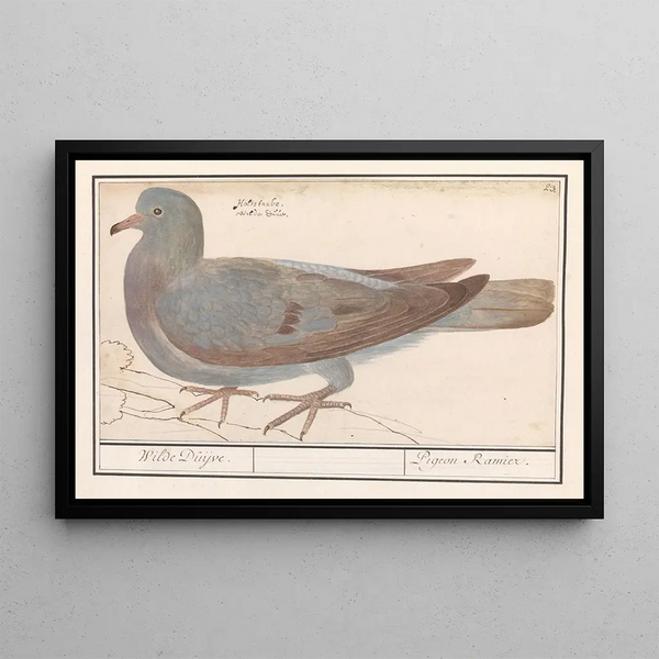 Anselmus Botius de Boodt - Houtduif Columba palumbus.webp