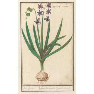 Anselmus Botius de Boodt - Hyacint Hyacinthus orientalis Oosthijacint Hyacinthus orientalis hyacinthe orientale.webp