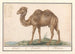 Kamelen Schilderij Camelus ferus bactrianus Kemel Camelus Chameau - Anselmus Botius de Boodt — weergave van het kunstwerk