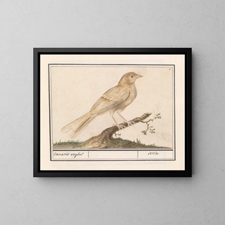 Anselmus Botius de Boodt - Kanarie Serinus canaria.webp