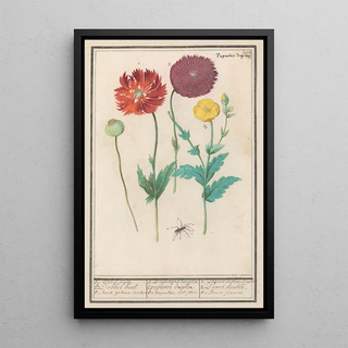 Anselmus Botius de Boodt - Klaproos of papaver Papaver.webp