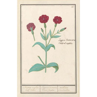 Anselmus Botius de Boodt - Koekoeksbloem Lychnis of Prikneus Lychnis coronaria.webp