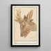 Hertenhoofd Cervidae - Anselmus Botius de Boodt — ingelijst kunstwerk aan de muur