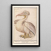 Reproductie van het schilderij Frizzy Pelican Schilderij Pelecanus crispus - Anselmus Botius de Boodt