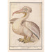 Reproductie van het schilderij Frizzy Pelican Schilderij Pelecanus crispus - Anselmus Botius de Boodt
