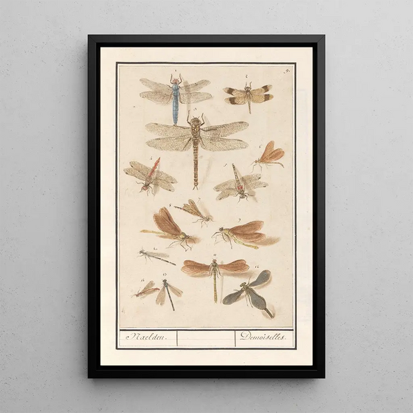 Anselmus Botius de Boodt - Libellen Odonata Naelden Demoiselles.webp