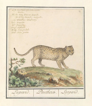 Anselmus Botius de Boodt - Luipaard Panthera pardus Lupaerd Panthera Leopard.webp