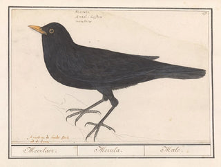 Anselmus Botius de Boodt - Merel Turdus merula.webp
