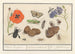van Historisch Natuurcollectie nr. 11 11 Mengblad - Anselmus Botius de Boodt — weergave van het kunstwerk