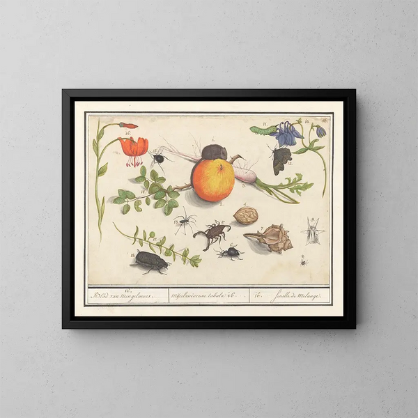 van historisch natuurcollectie nr. 16 Mengblad - Anselmus Botius de Boodt — ingelijst kunstwerk aan de muur