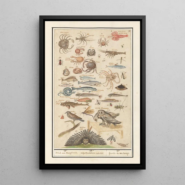 Anselmus Botius de Boodt - Natuurhistorische ensemble nr 19 19e Blad van Mengelmoes 19 miscelaniorum tabula 19e feuille de melange.webp