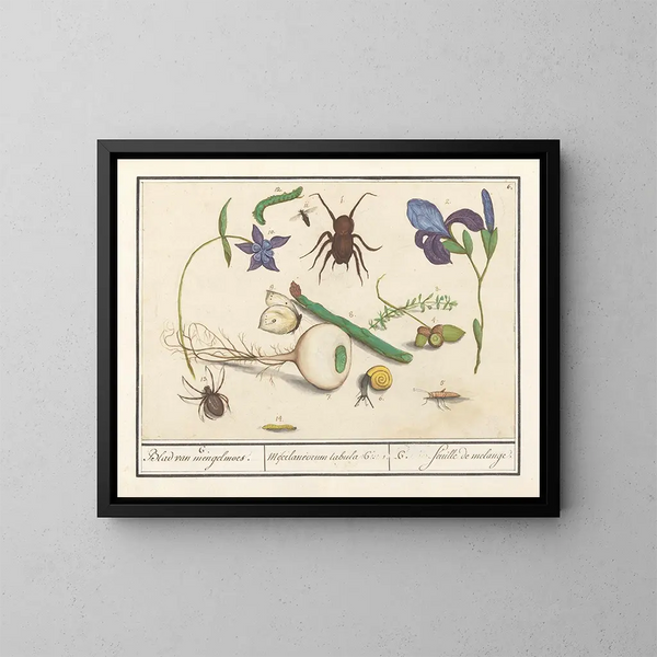 van het natuurhistorisch overzicht nr. 6 Mengblad - Anselmus Botius de Boodt — ingelijst kunstwerk aan de muur
