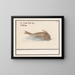 Vreemdvis Poisson - Anselmus Botius de Boodt — ingelijst kunstwerk aan de muur