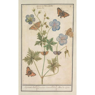 Anselmus Botius de Boodt - Ooievaarsbek waarschijnlijk beemdooievaarsbek Geranium pratense Oijevaaertsbek Geranium batrachoides Bec de Grue.webp