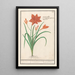 Reproductie van het schilderij Hemerocallis oranje Hemerocallis - Anselmus Botius de Boodt