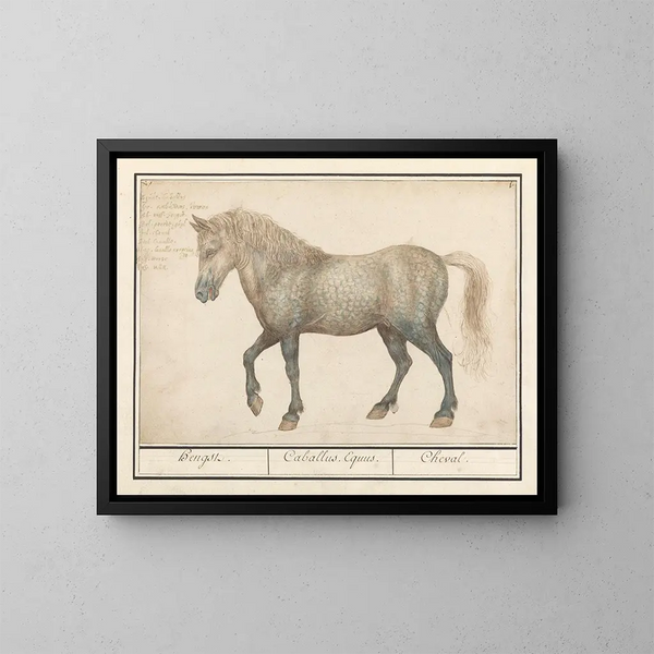Paard - Anselmus Botius de Boodt — ingelijst kunstwerk aan de muur