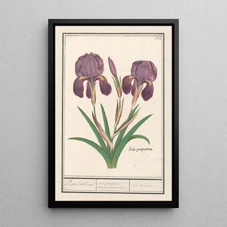 Anselmus Botius de Boodt - Paarse iris Iris germanica Puper lisbloeme iris purpurea iris parva violacea iris violette.webp
